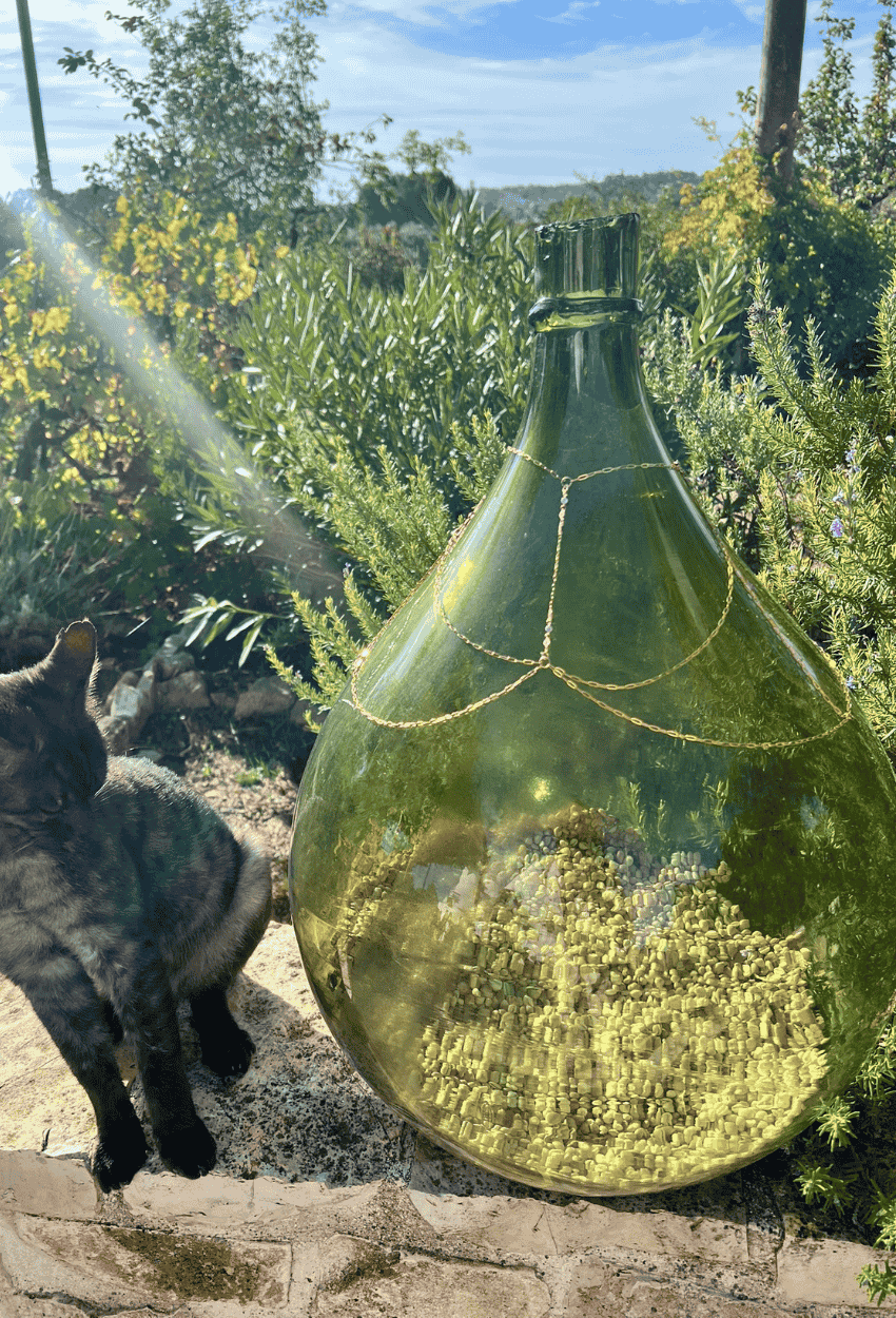 bijou_de_corps_chinchero_sur_nairobi_chat